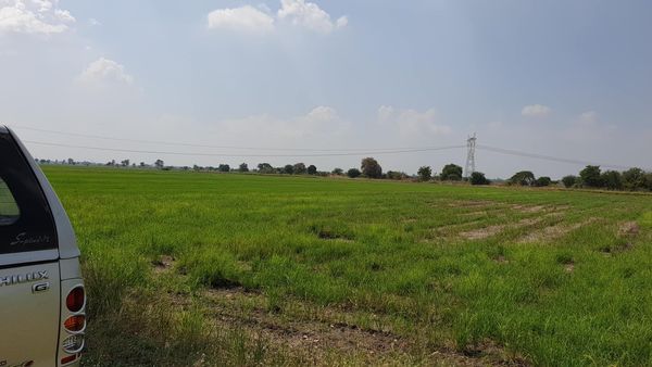 ขายที่นาลพบุรี อ.เมืองลพบุรี 15-2-57 ไร่