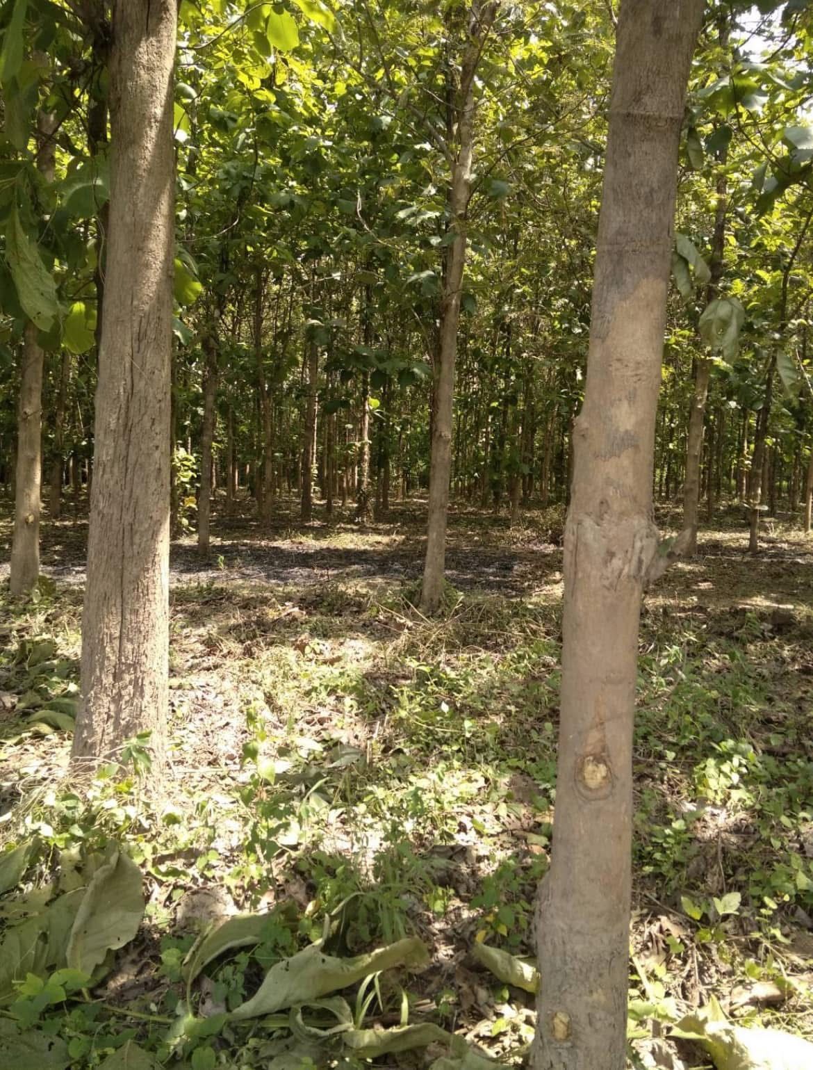 ที่ดินสวนไม้สัก 5 ไร่ 23 ตร.ว. อ.เกาะคา จ.ลำปาง