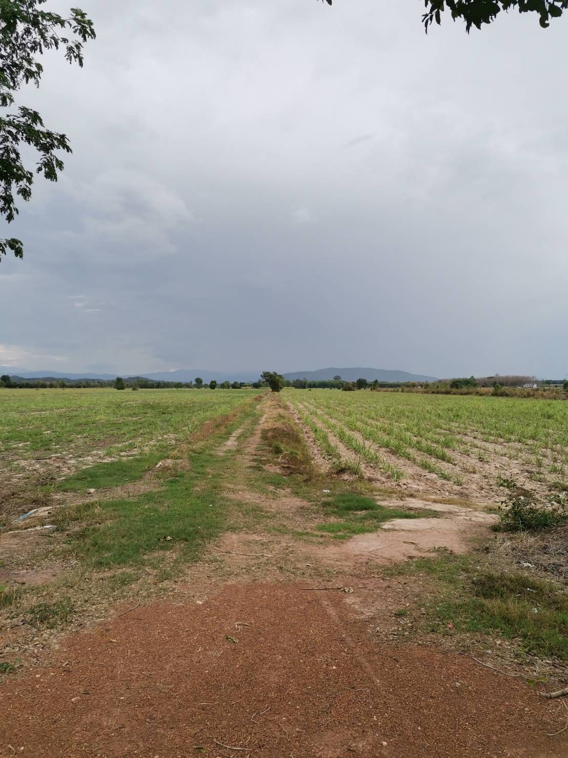 ขายที่ดินกำแพงเพชร ใกล้หมู่บ้าน ในเขตเทศบาล