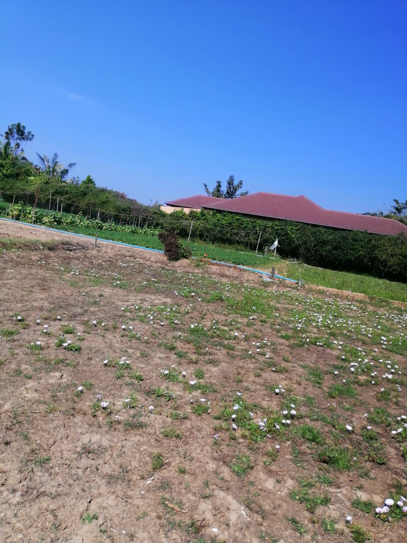 ที่ดินเปล่า บ้านดอนตัน​ เหมืองแก้วแม่ริม 1-1-82 ตร.ว.