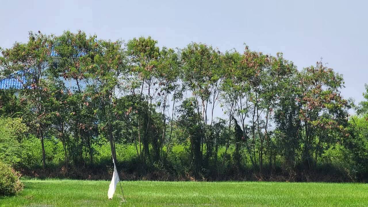 ขายที่ดินเพชรบุรี ท่ายาง ที่ดินเปล่า ใกล้ชายหาดปึกเตียน 