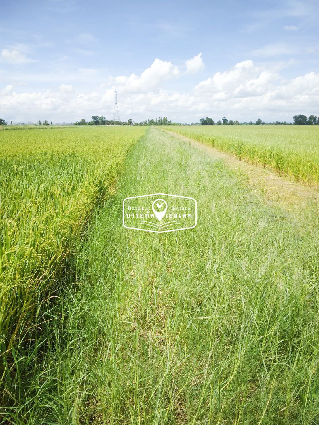 ที่ดินอยู่หลัง(รพ.บางน้ำเปี้ยว) เหมาะสำหรับทำการเกษตร หรือประกอบกิจการ
