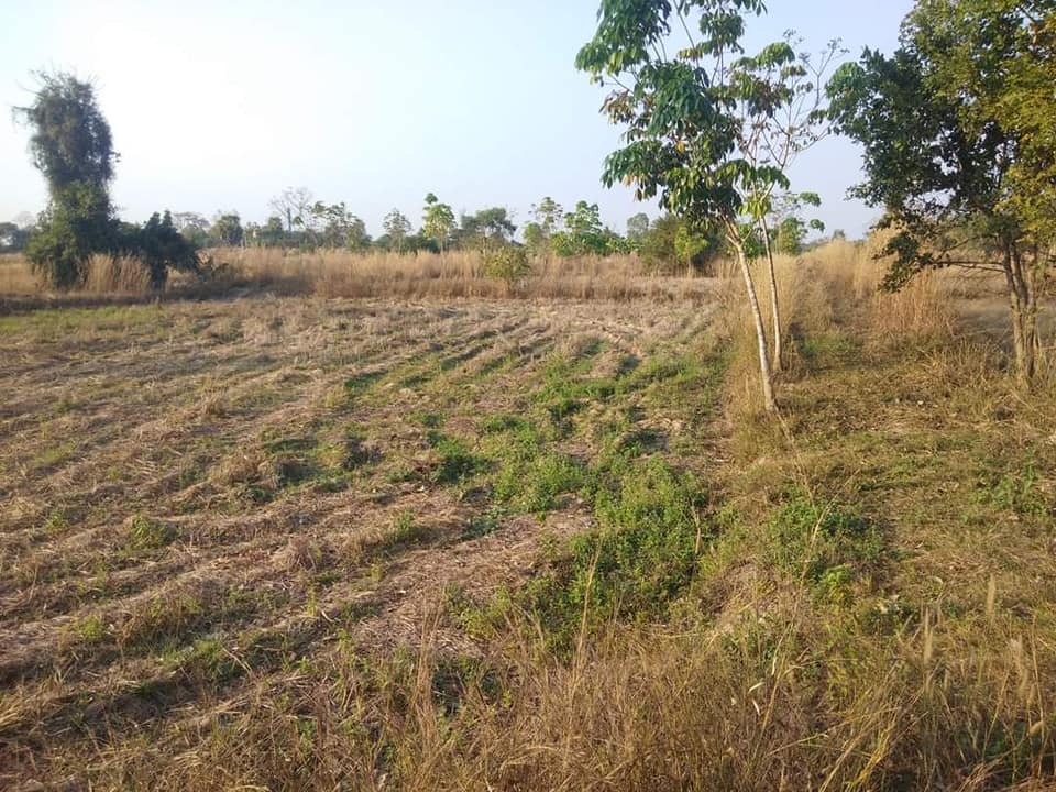 ขายที่ดิน  อ.เดชอุดม อุบลราชธานี 5-3-7