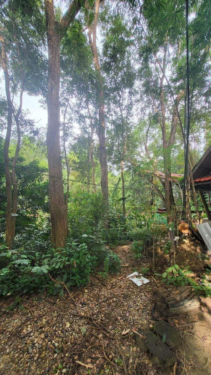 ขายด่วนที่ดิน ในอำเภอเมืองบึงกาฬ ติดหนองเบ็นกุดทิง ทำเลดีมาก วิวสวยมาก 
