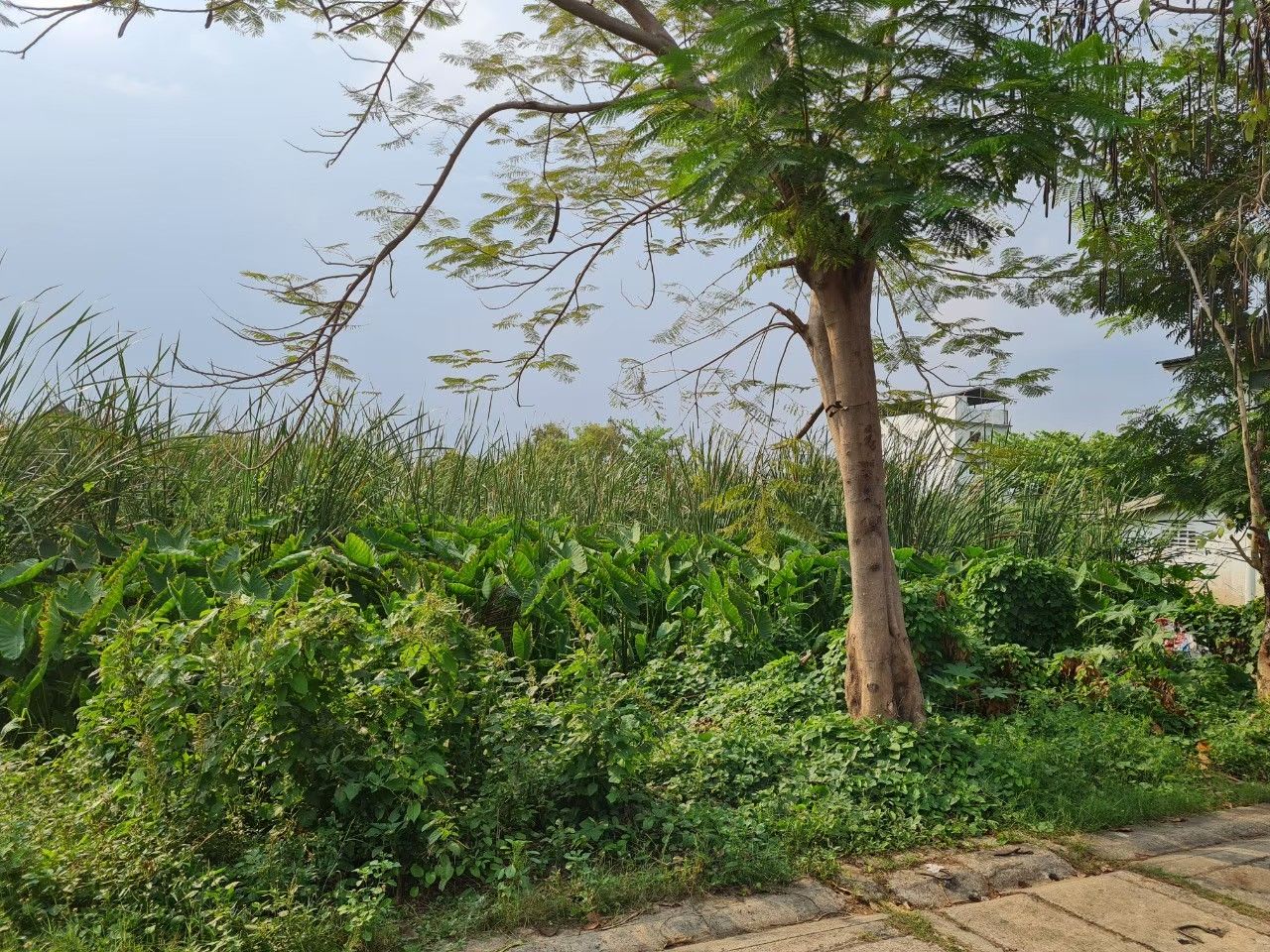 ขายด่วน!!! ที่ดินเปล่า 50 ตร.ว. ใกล้ฟิวเจอร์พาร์ครังสิต ซอยรังสิต-นครนายก 59