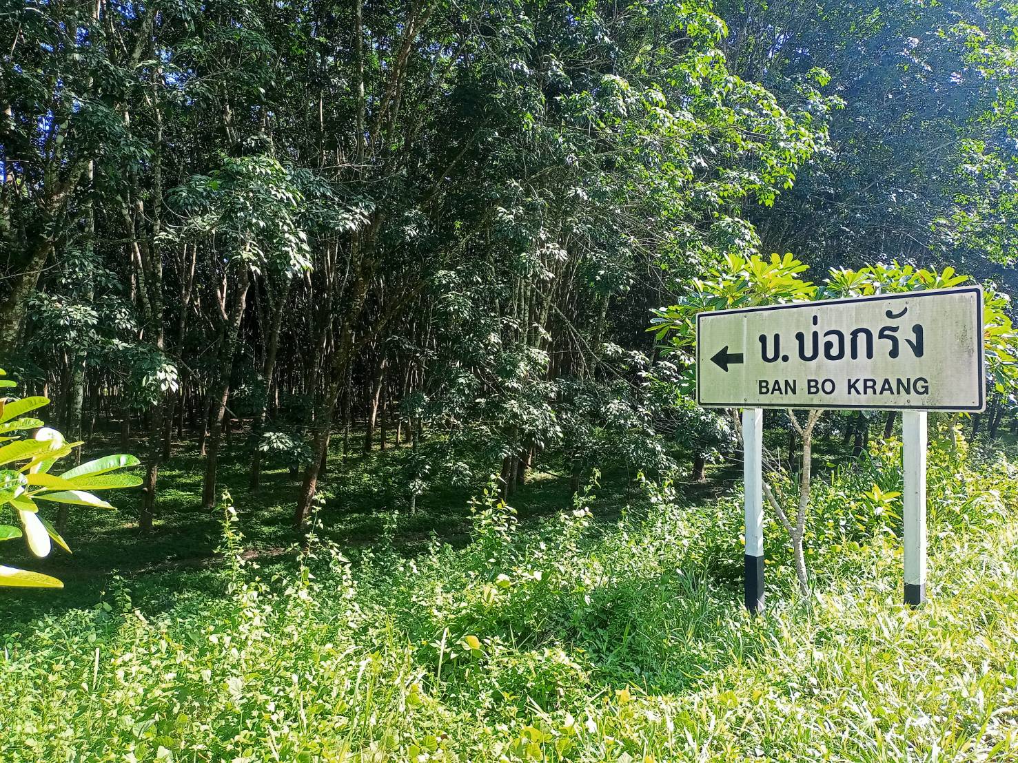 ขายที่ดิน สุราษฎร์ธานี 4-3-79.3 ไร่