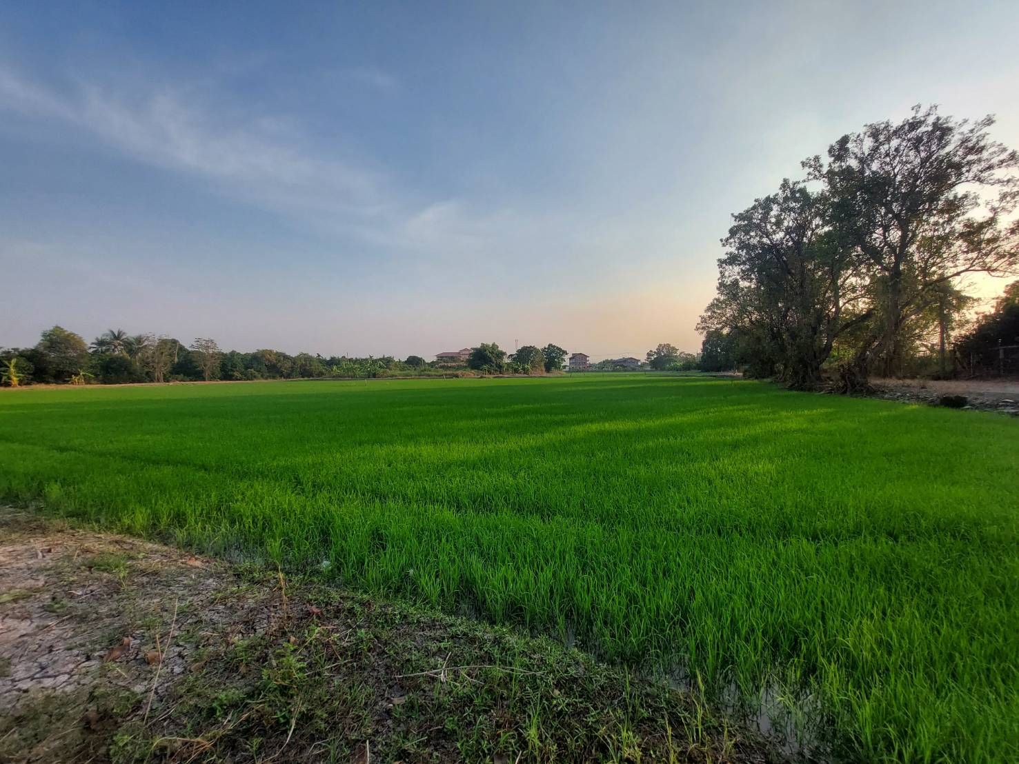 ขายที่ดิน ซ.วัดลาดปลาดุก บางบัวทอง นนทบุรี ขายต่ำกว่าราคาตลาด 1 ไร่เพียง 5 ล้านบาท แปลงหัวมุม ติดถนนซอย 2 ด้าน ติดกับ Weekend Coffee Farm & Garden