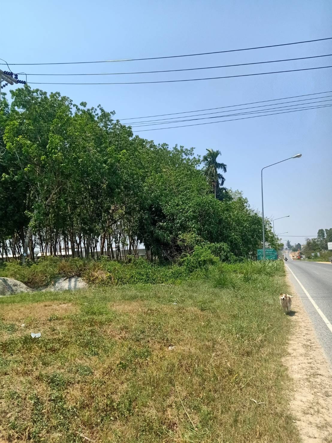 ที่สวนยาง ครุฑแดง  