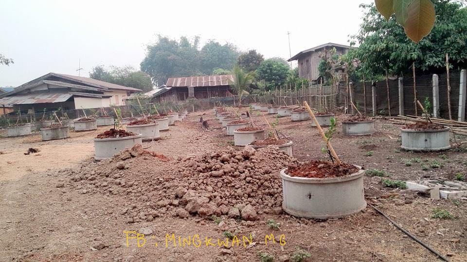 ขายที่ดิน อ.แม่จัน จ.เชียงราย