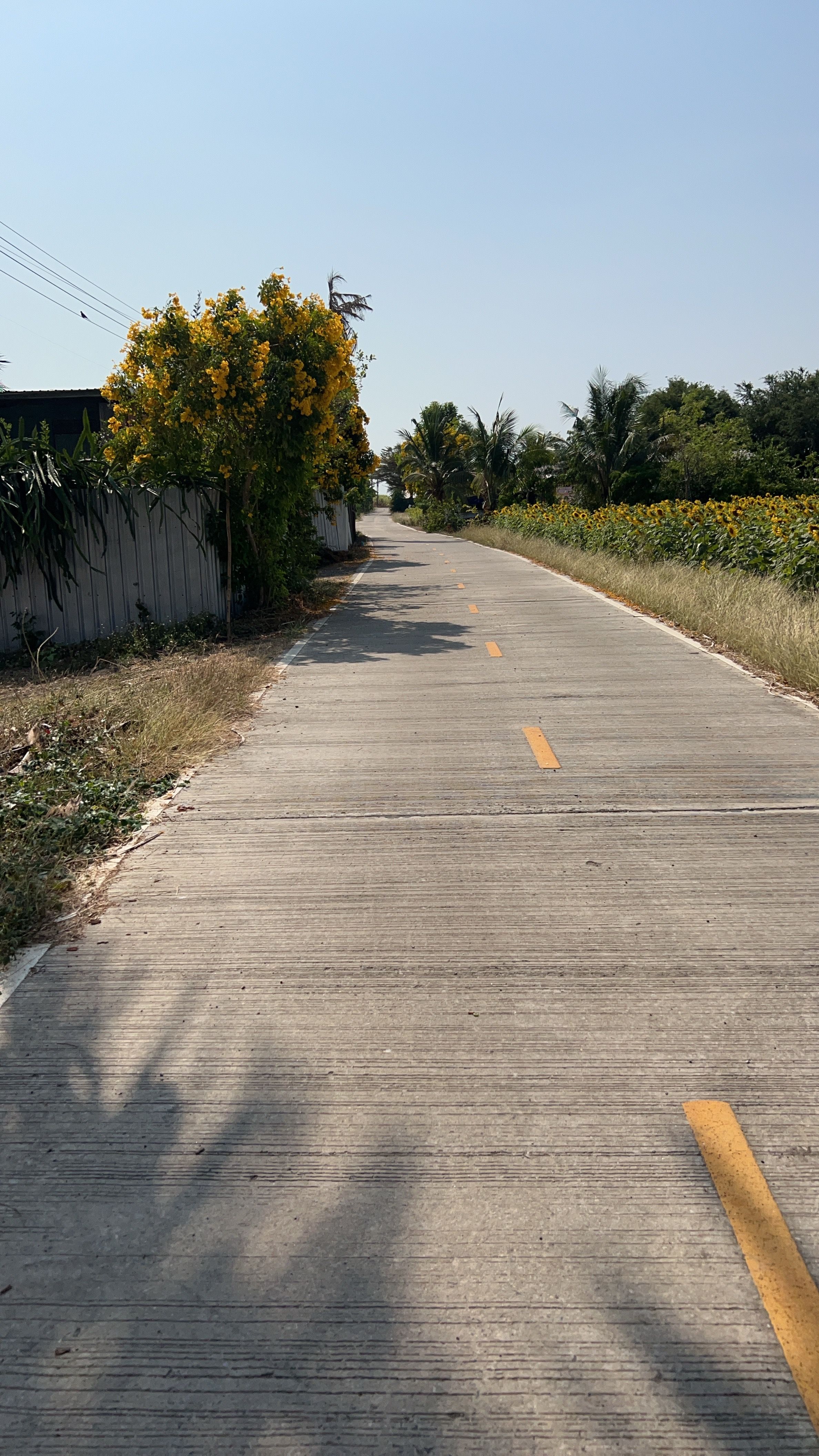 ต้องการขายที่