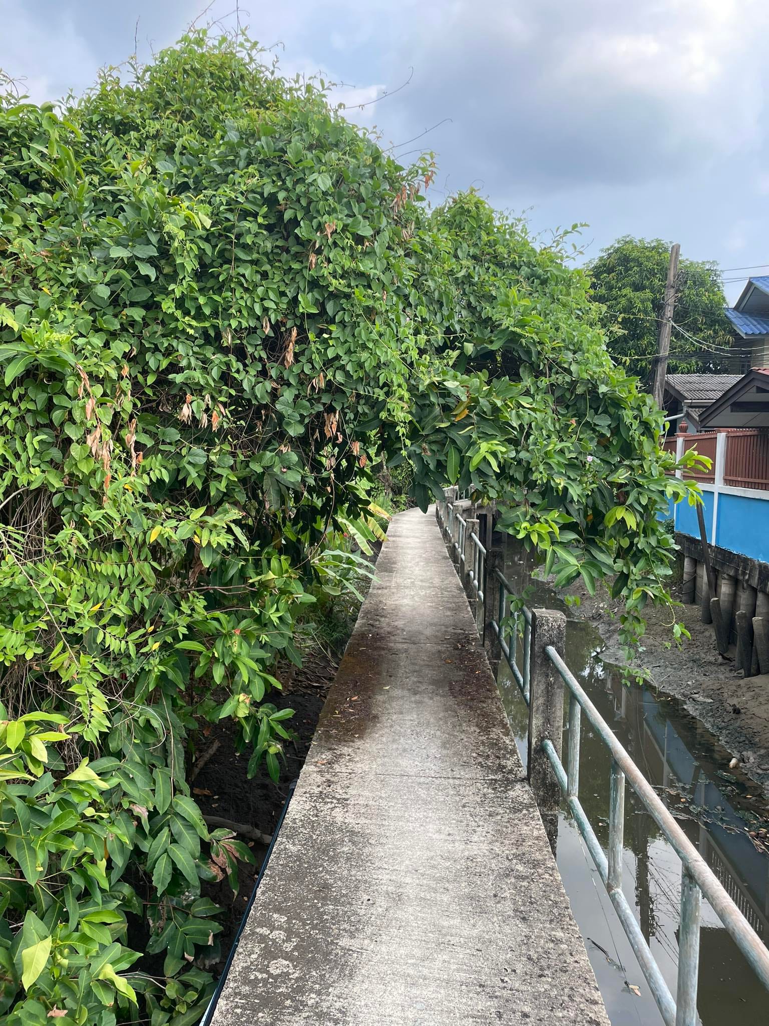 ขายที่ดิน 2 แปลงคู่ สวนร้าง ท่าอิฐ ปากเกร็ด