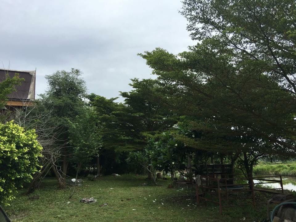 ขายที่ดินชลบุรี พานทอง 