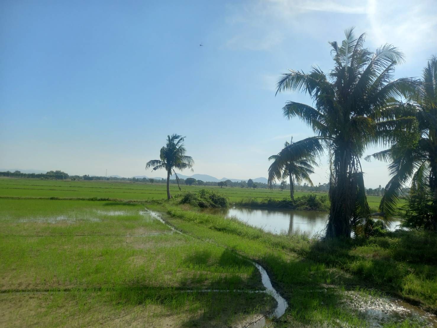 ขายที่ดินกาญจนบุรี เป็นที่นา แปลงสวย ทำเลดี บรรยากาศดี ใกล้บ้านสวนน้ำ น่าลงทุนมาก