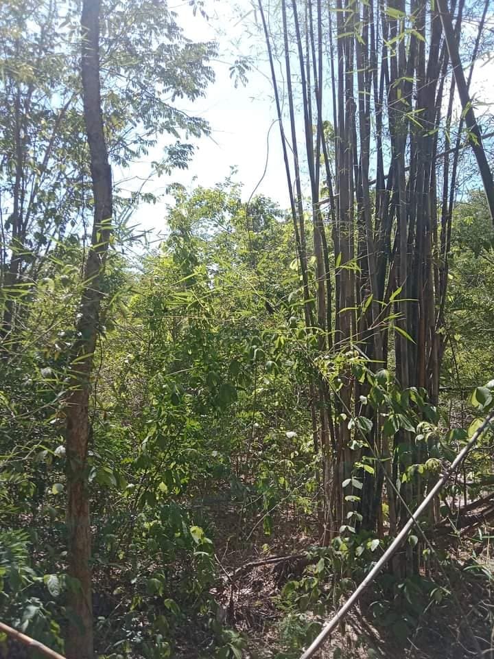 ขายที่ดินเปล่า ในบรรยากาศ อุตรดิตถ์  6-1-45