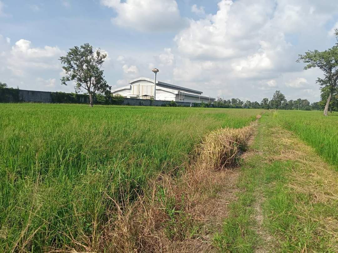 ขายที่ดิน กำแพงเพชร ขานุวรลักษบุรี 12 ไร่