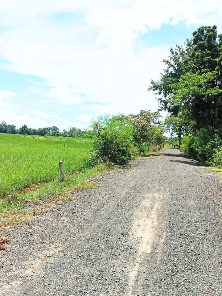 ขายที่นา ราคาประเมิน บุรีรัมย์ 5-3-57