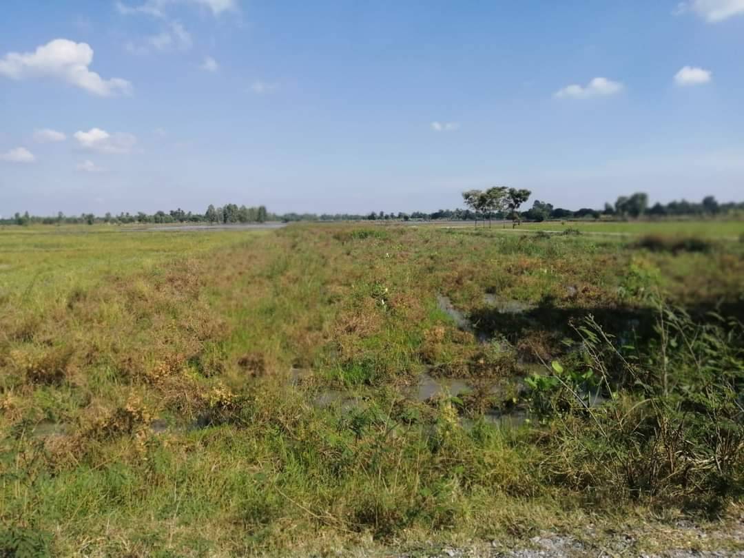 ขายที่ดินที่นา อู่ทอง สุพรรณบุรี 8-3-1.6
