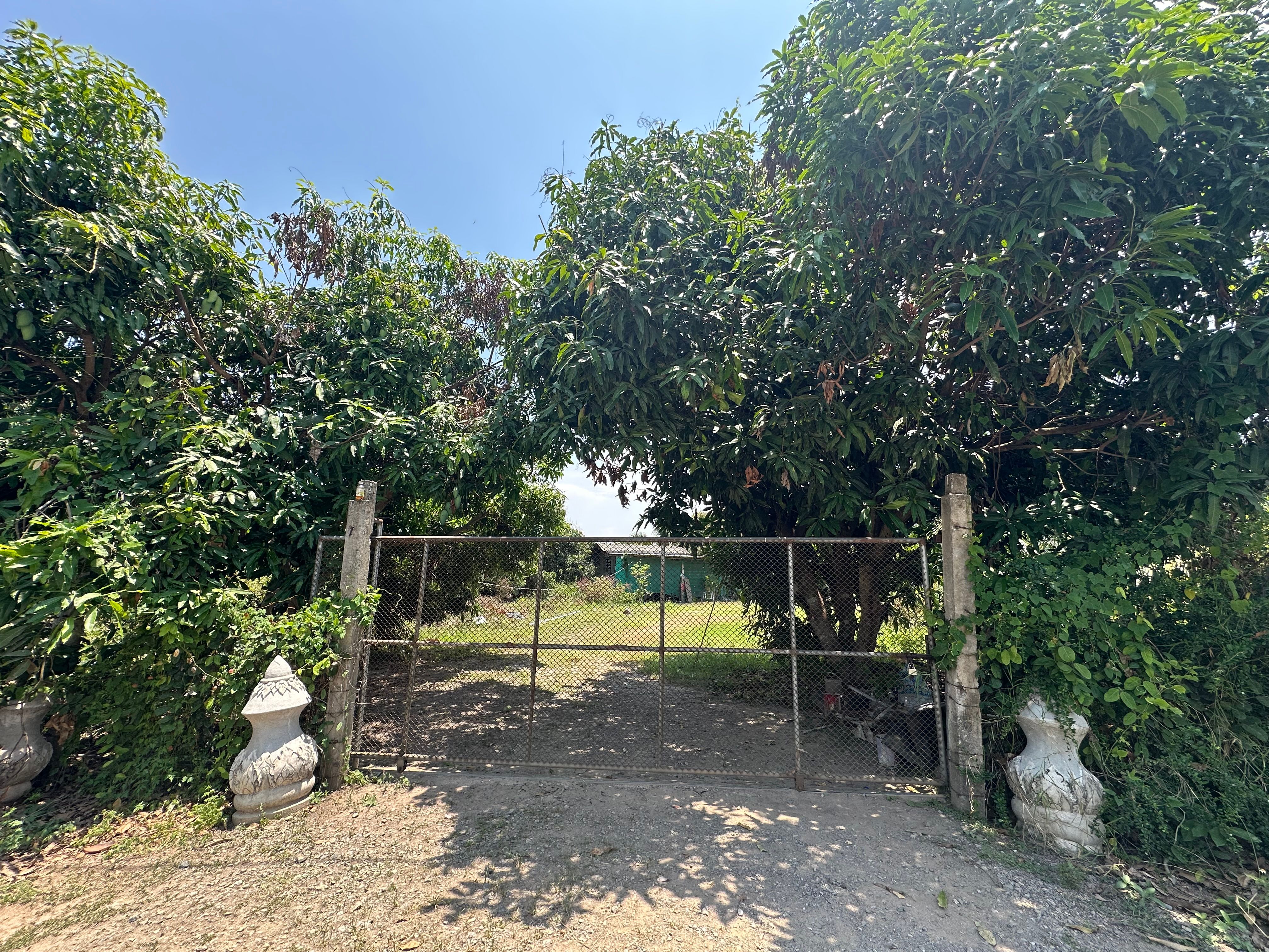 ขายที่ดิน ใกล้โรงบาลหางดง ทำเลดีติดถนน ไม่ได้อยู่ในซอยเล็ก เหมาะกับการสร้างที่พักอาศัย