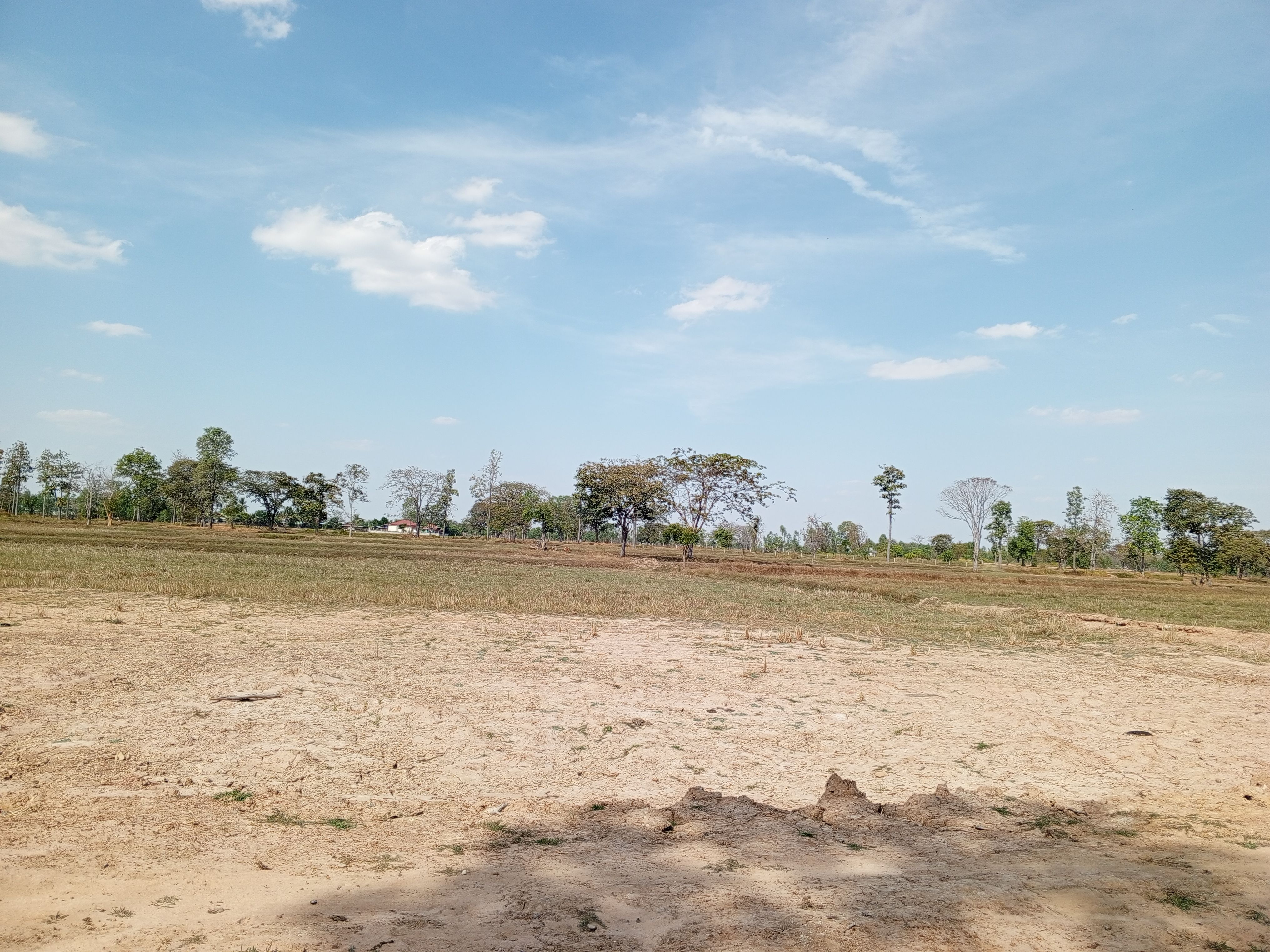 ขายที่ดิน (ที่นา) [ มีโฉนด (ครุฑแดง) ] ต.ตะโกตาพิ อ.ประโคนชัย จ.บุรีรัมย์ 