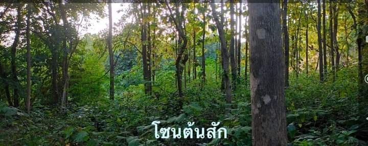 ขายที่ดินลำพูน สวนผสมบ้านโฮ่งพร้อมบ้านไม้สองชั้น มีต้นสัก100กว่าต้น ลำไย 