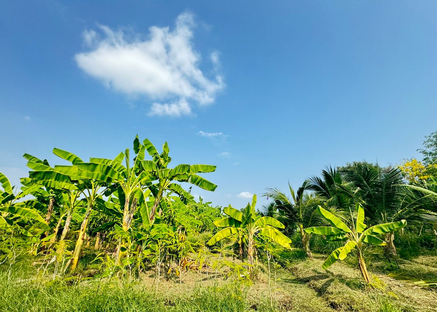 ขายที่ดินติดสวนผลไม้ หมู่บ้านทองธัชการ จ.นครปฐม พื้นที่ 1 ไร่ (ราคาถูก ต่ำกว่าราคาตลาด) 
