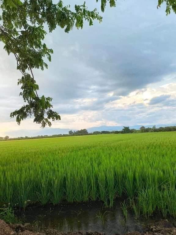 ที่ดินที่นา ป่าซาง ลำพูน 6-1-66