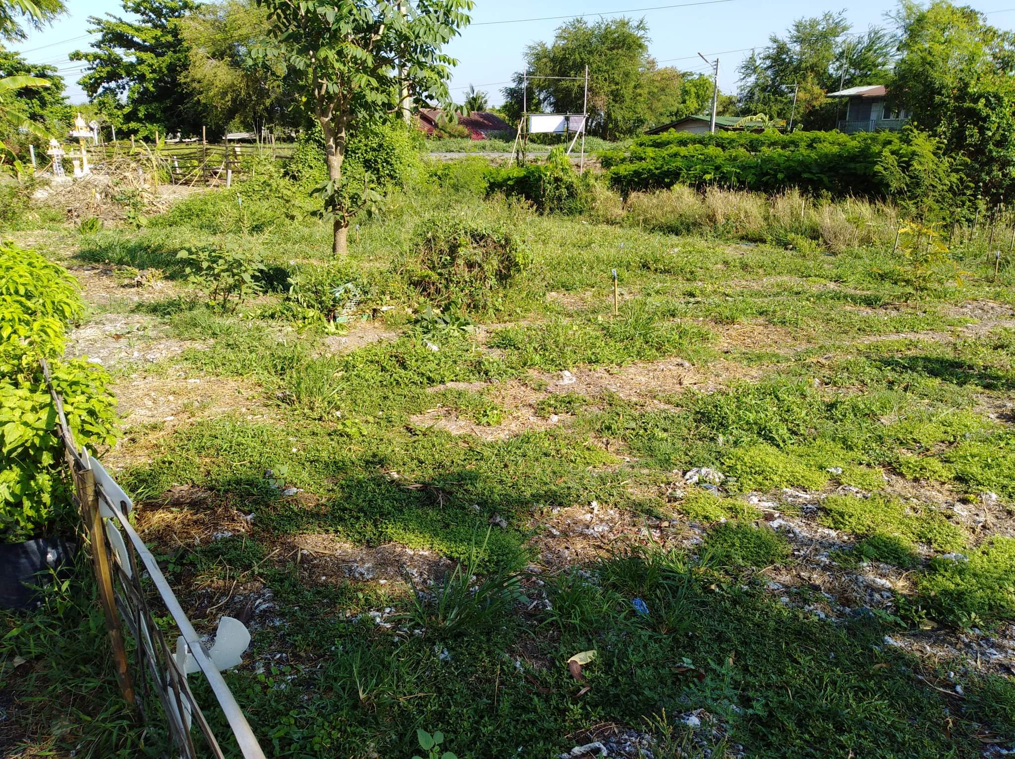ขายที่ดินอยุธยา อุทัย 3-1-55