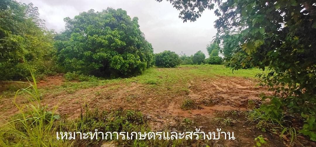 ขายที่ดินลำพูน ทุ่งหัวช้าง 1-3-30.3ไร่