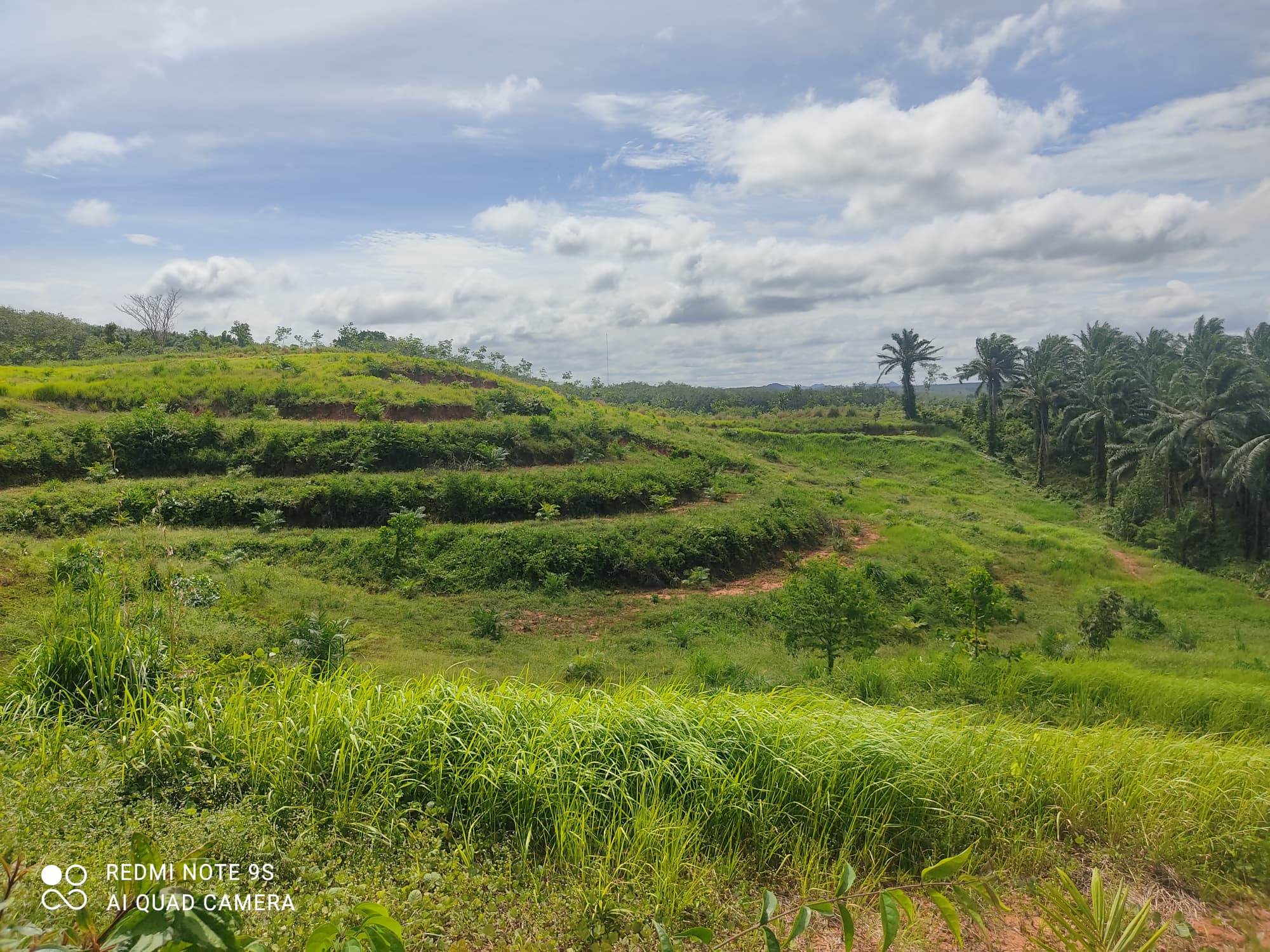 ขายที่สวนปาล์ม อ.ปะทิว จ.ชุมพร 40-2-75 ไร่