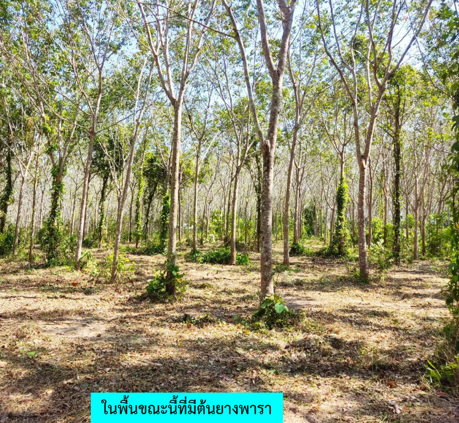 ขายที่ดินภูเก็ต ถลาง เหมาะสำหรับการลงทุน! ใกล้สนามบินภูเก็ตเพียง 15 นาที