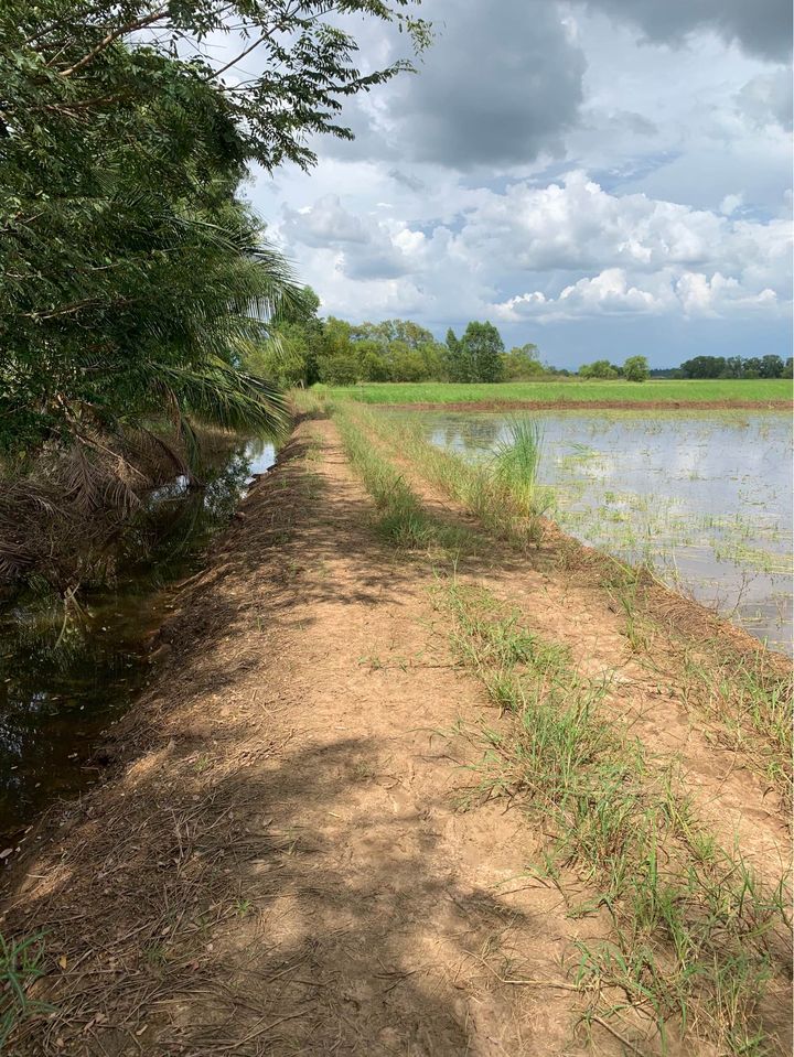ที่ดินเปล่า อ.ศรีมหาโพธิ จ.ปราจีนบุรี 42-0-0ไร่