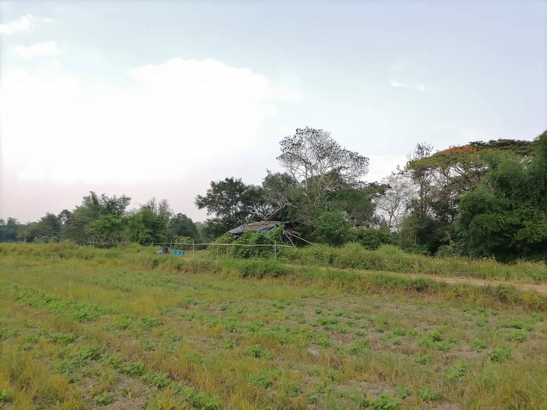 ที่นา วิวดอย ติดน้ำแม่ริม เชียงใหม่ 5-2-22 ไร่