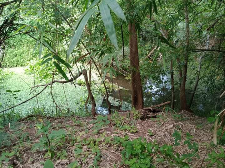 ขายที่ดิน ที่เปล่า แม่ทะ ลำปาง 1-2-19