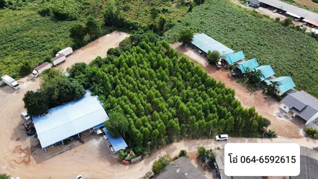 ขายที่ดิน นิคม304 ปราจีนบุรี หัวข้อ: ที่ดินสวยผืนใหญ่ พร้อมยูคาอายุ 4 ปี ราคาถูกที่สุด! พื้นที่ชุมชน ติดหมู่บ้านจัดสรร หอพัก หายากมาก