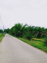 ที่ดิน สวนปาล์ม นครศรีธรรมราช 0-3-96