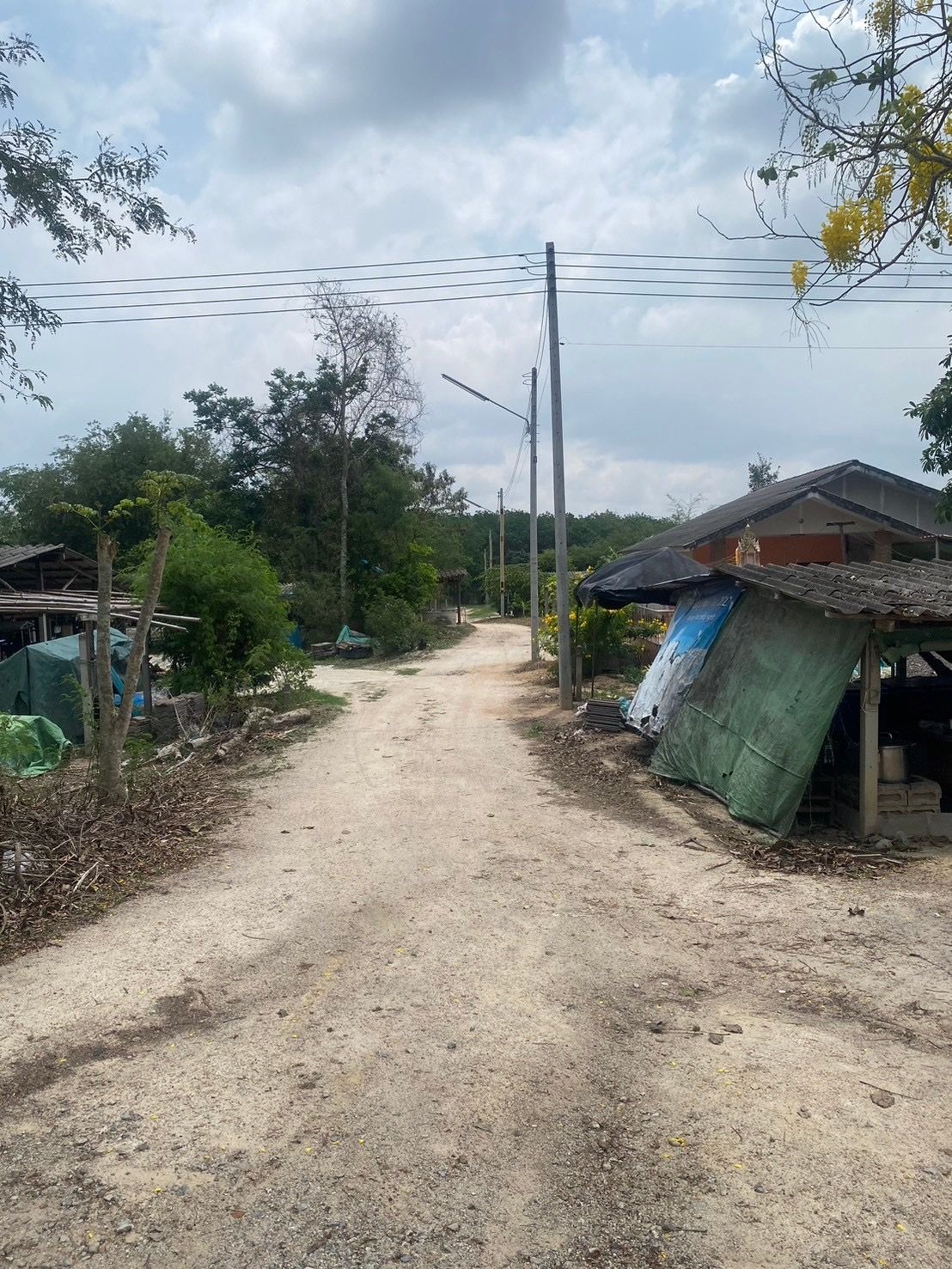 ขายที่ดินพร้อมต้นยาง