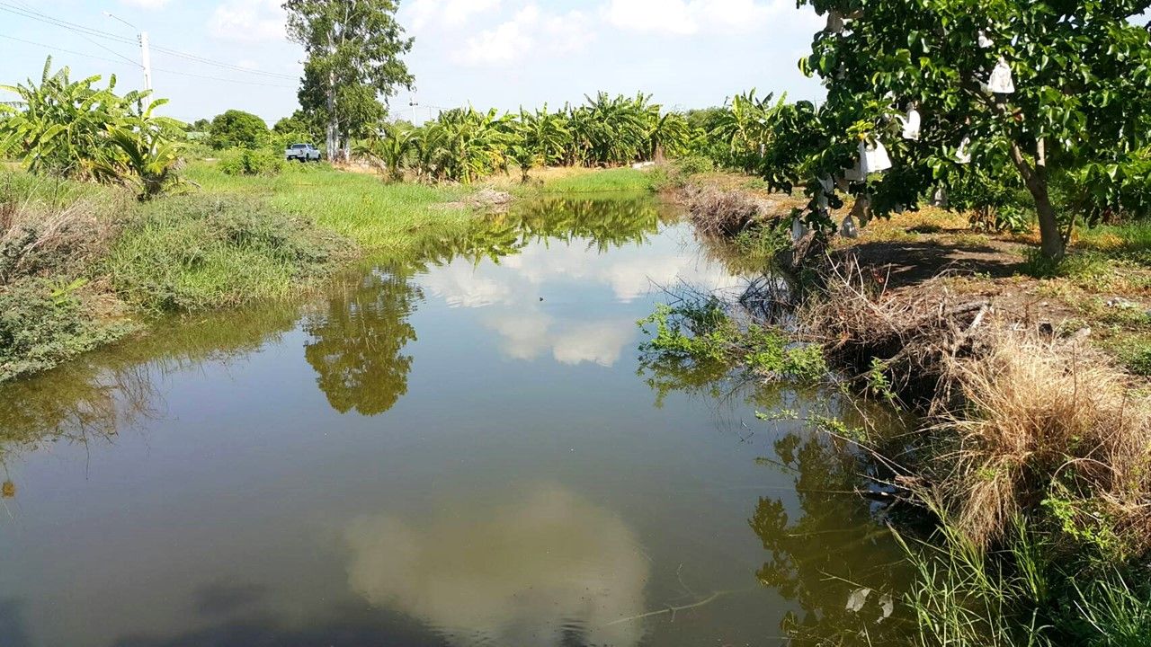 ขายด่วน พื้นที่ ต.หนองปรือ (พื้น40 บ่อ60)