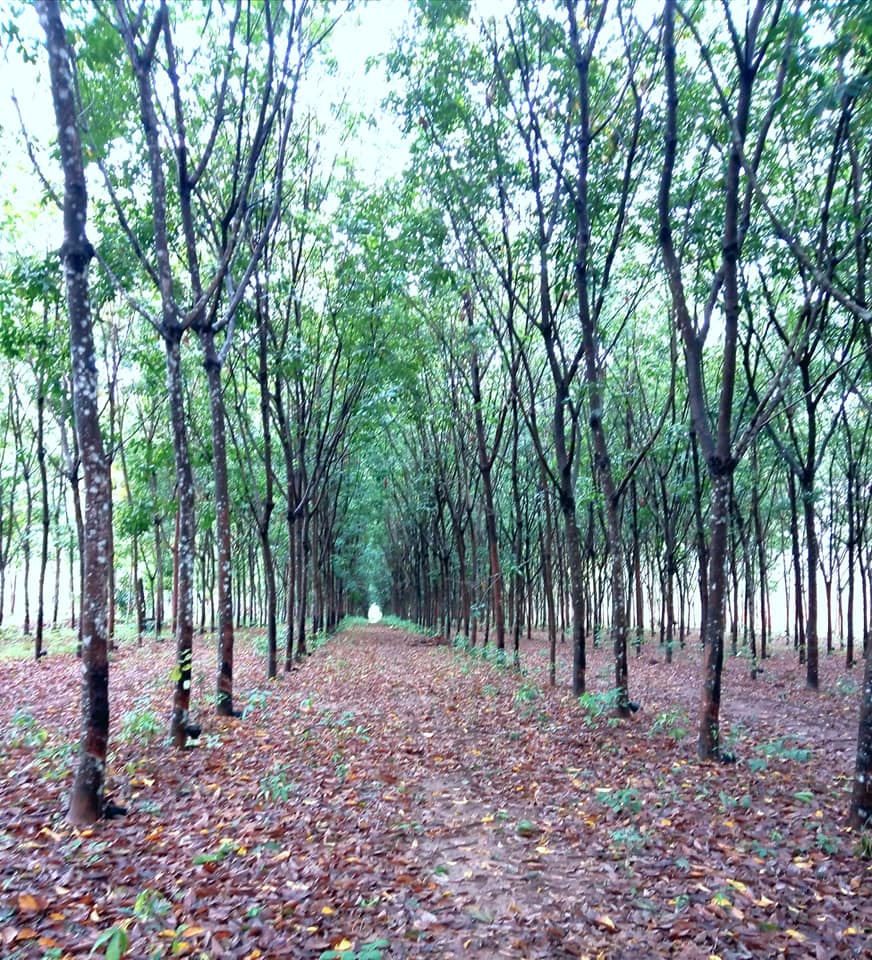ที่ดินพร้อมสวนยางพารา​ น่าน 10-1-66.4