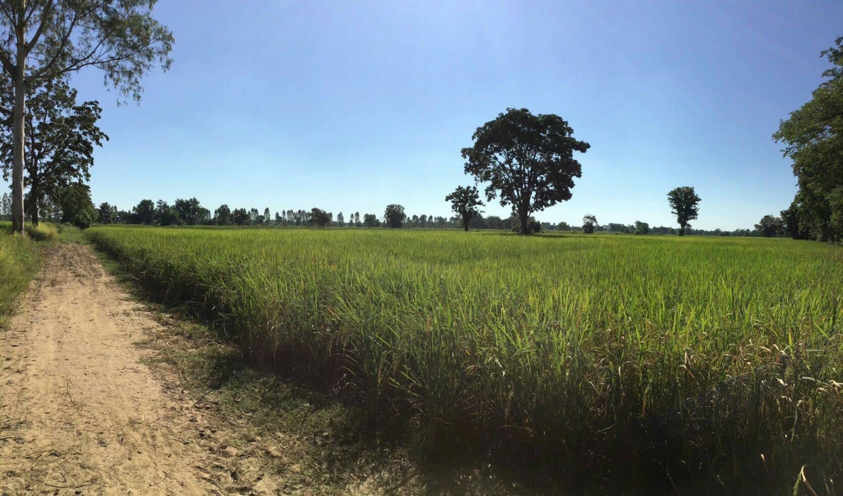 ที่ดินเปล่า ด้านหลังติดคลอง  พิจิตร 29-0-19