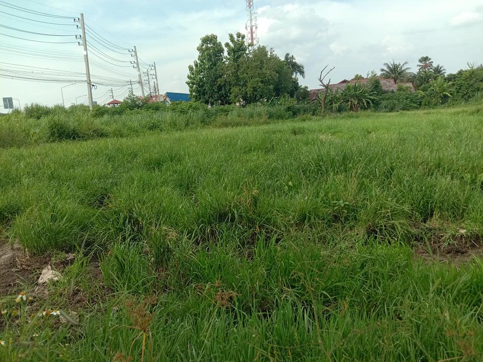 ที่ดินเปล่า สันป่าตอง เชียงใหม่ 4-1-26.3