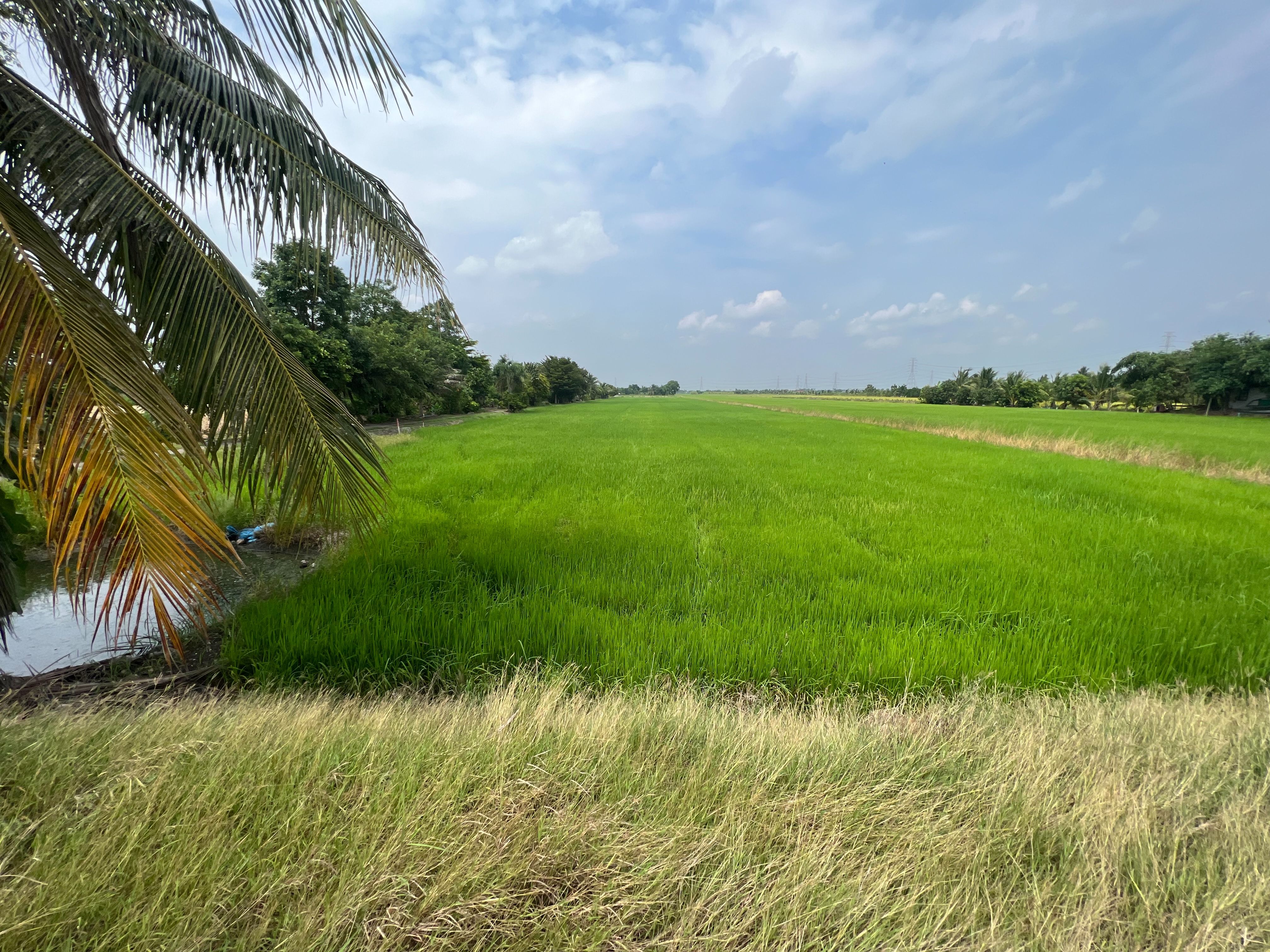 ขายที่ดิน ไทรน้อย นนทบุรี