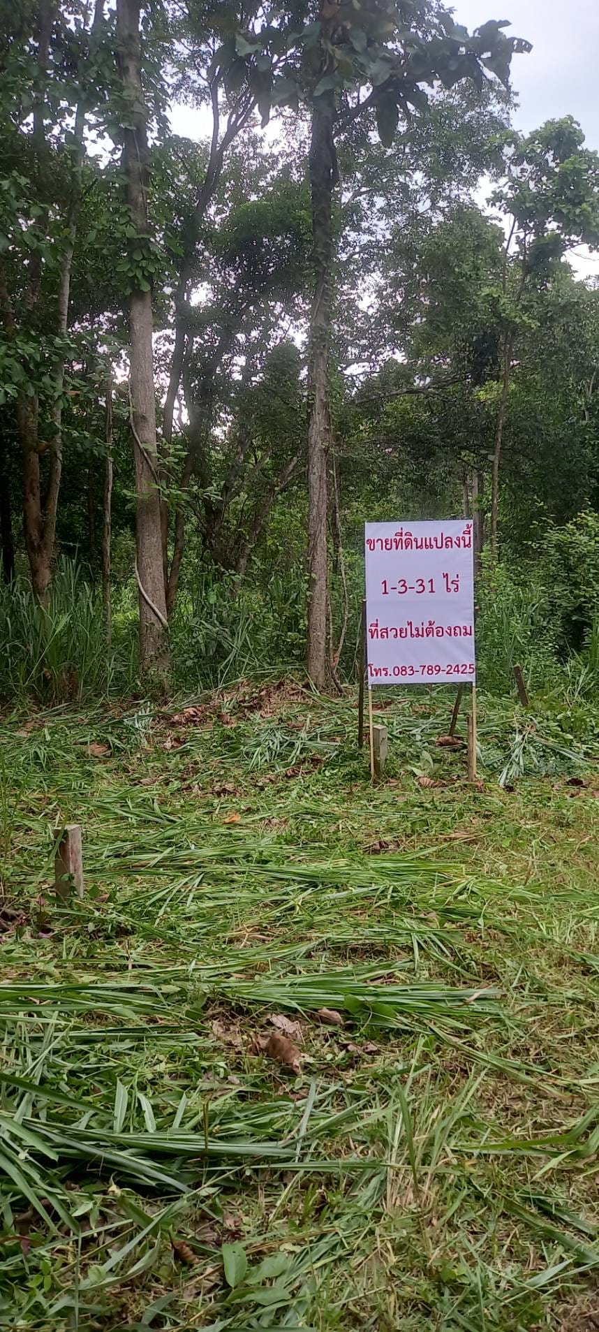 ขายที่ดิน 1-3-31 ไร่ หลังร้านฯ เซเว่น อบต.แม่แรม อ.แม่ริม จ.เชียงใหม่