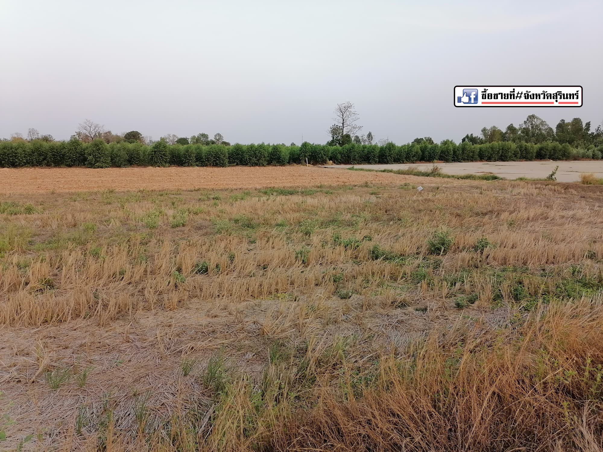 ที่ดินแปลงสวยที่เปล่า สุรินทร์ 15-2-10