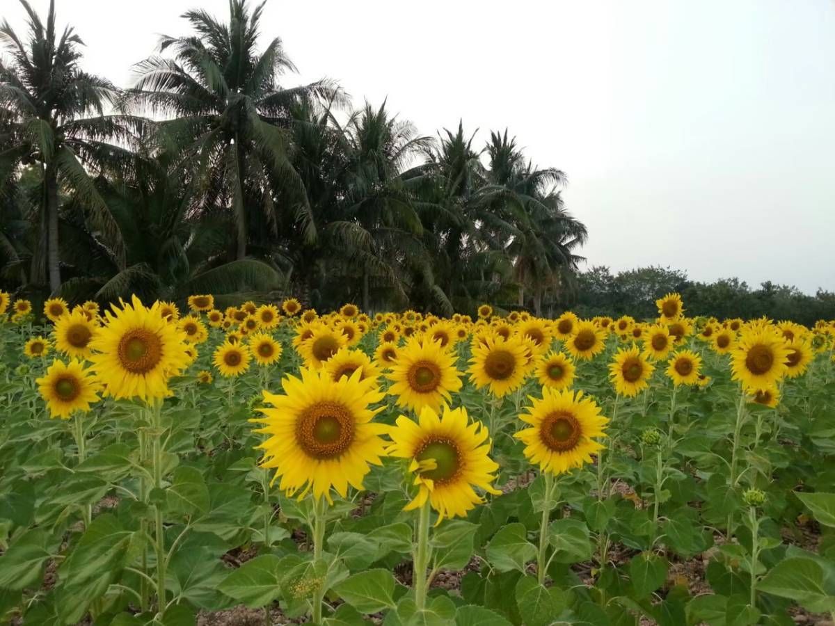ขายที่ดินพัฒนานิคม ลพบุรี