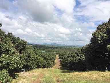 ที่ดิน 40 ไร่ วิวเขาสวย พร้อมสวนลำไย จันทบุรี