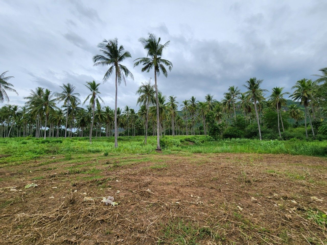 ขาย/เช่า ที่ดินสามร้อยยอด 7 ไร่ 3 ล้าน/ไร่ Prime Land for Sale in Samroi Yot Prachuap Khiri Khan of Opportunity
