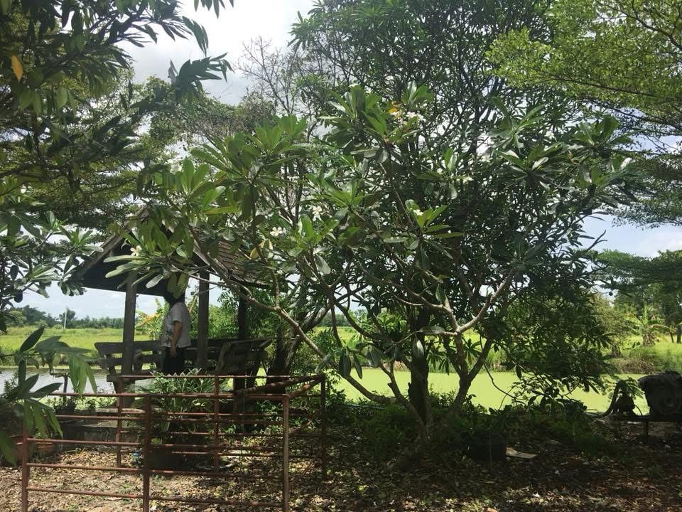 ขายที่ดินชลบุรี พานทอง 
