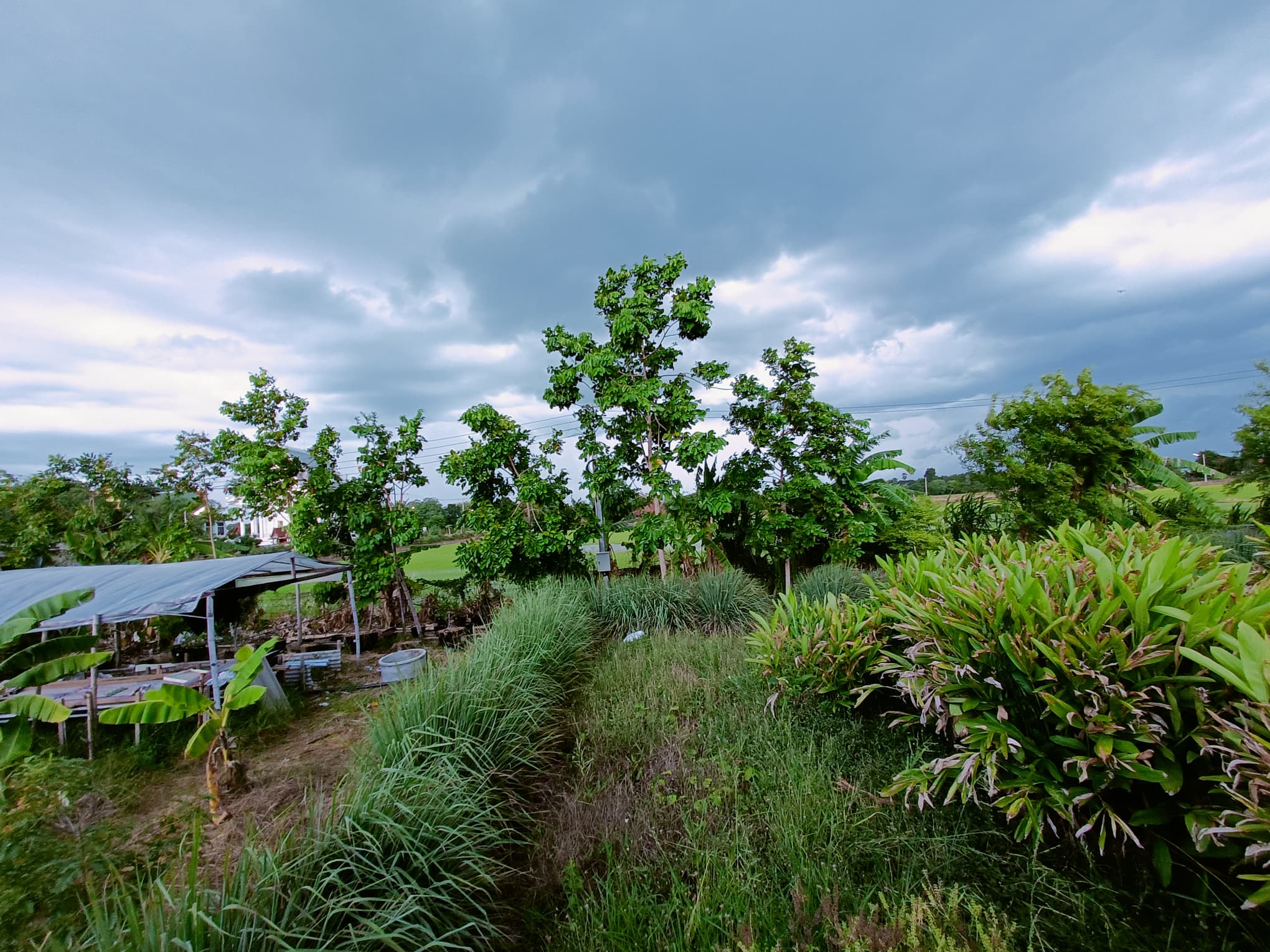 ขายที่ดินสุพรรณบุรี เมืองสุพรรณบุรี 3ไร่