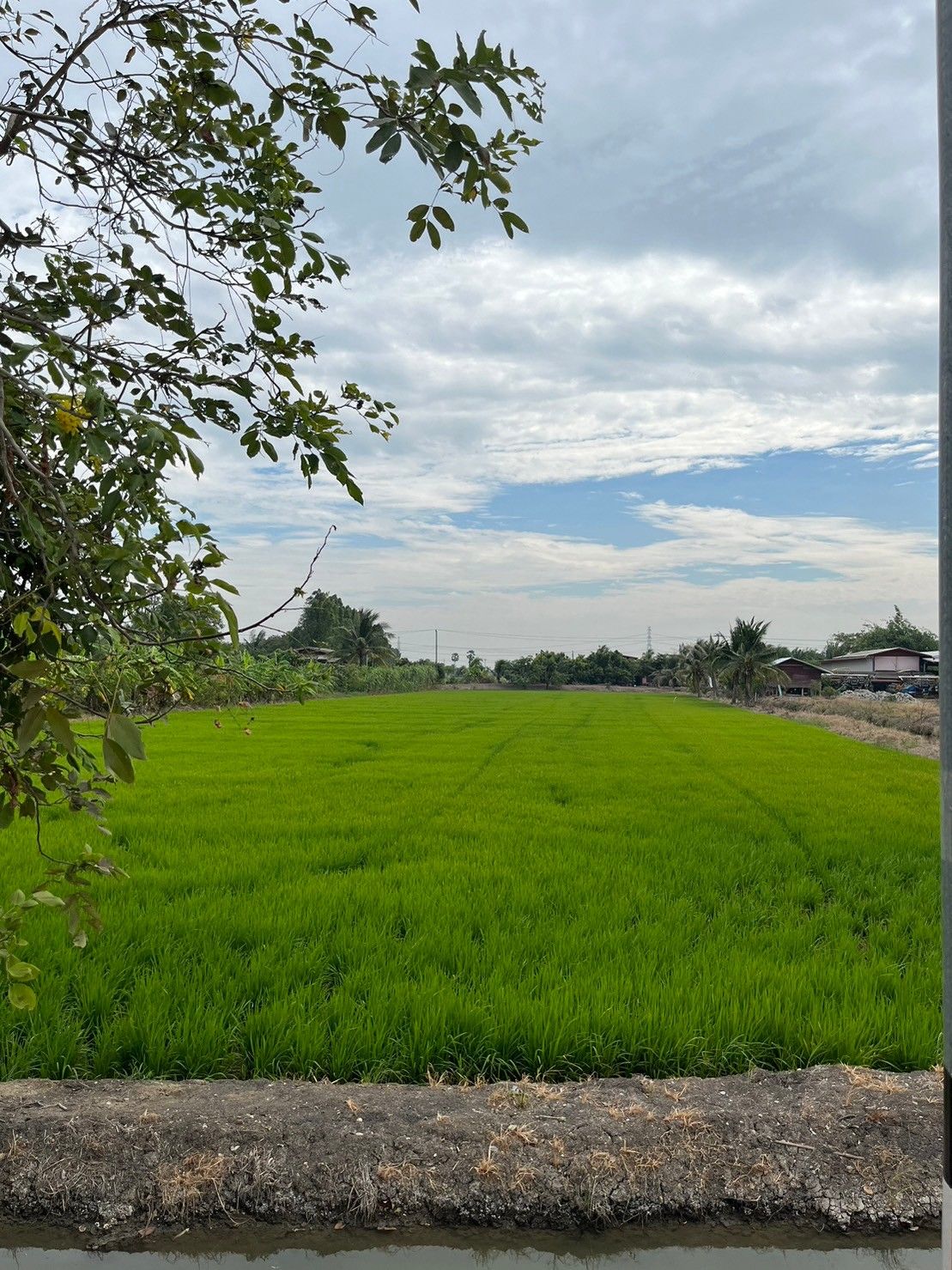 ขายถูก! ที่ดินยกแปลง 22.5 ไร่ อ.ไทรน้อย พื้นที่สีม่วงทำอุตสาหกรรมได้