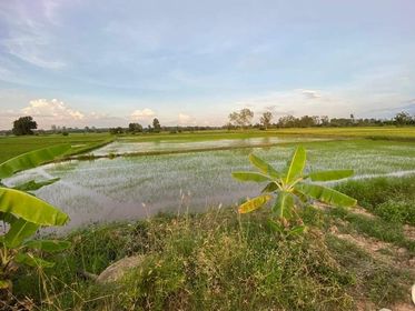 ที่ดินที่นาพนัสนิคม ชลบุรี 3-2-11.5